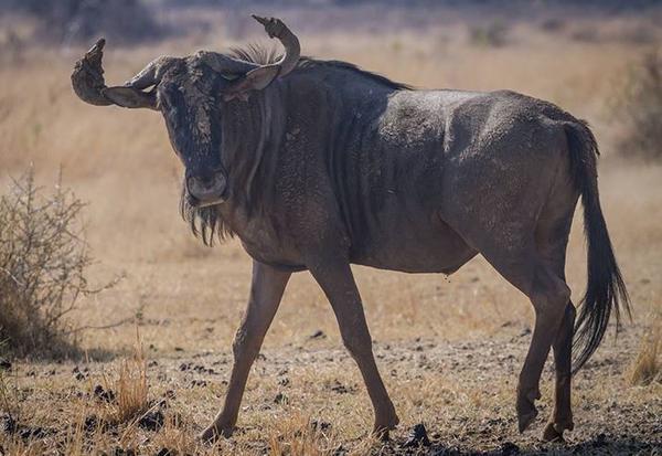 Ritsako Game Lodge Klipdrift المظهر الخارجي الصورة