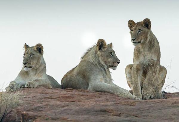 Ritsako Game Lodge Klipdrift المظهر الخارجي الصورة