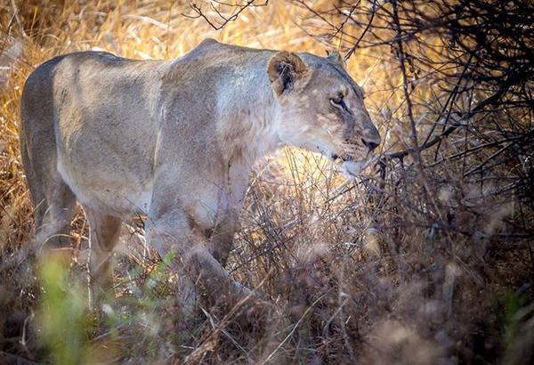Ritsako Game Lodge Klipdrift المظهر الخارجي الصورة